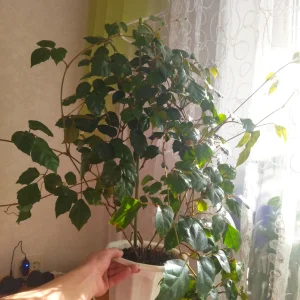 Циссус (виноград комнатный)