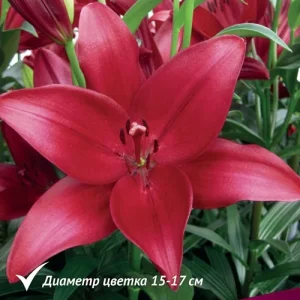 Луковица Лилии ЛА гибрид Мэйуандер