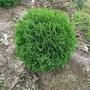 Саженец Туи западной Литтл Джем
