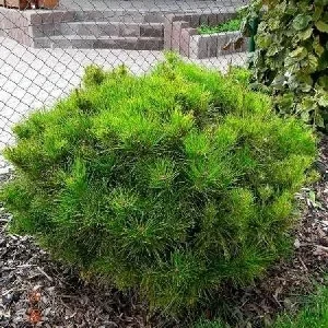 Саженец сосны густоцветковой Алис Веркаде