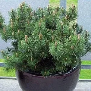 Саженец сосны горной Муго