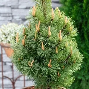 Саженец сосны горной Мумпитц