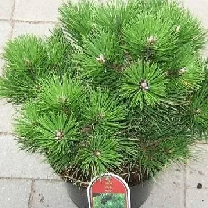 Саженец сосны чёрной Нигра