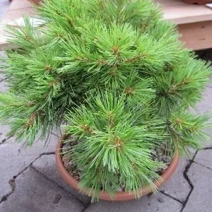 Саженец сосны веймутовой Минима