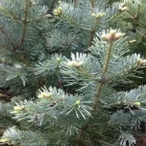 Саженец пихты шершавоплодной видовая норма