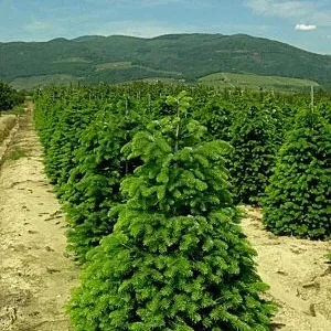 Саженец пихты нордмана видовая норма