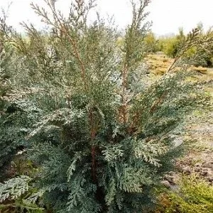 Саженец кипарисовика Лавсона Пельтс Блю
