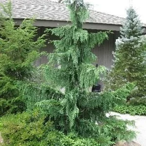Саженец кипарисовика нутканьский Пендула