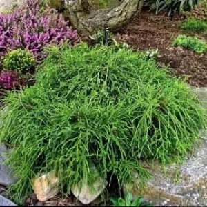 Саженец кипарисовика горохоплодного Филиферо Нана