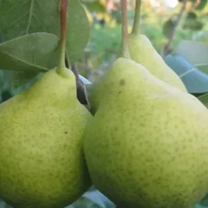 Саженец груши Августовская Роса