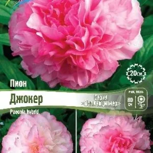 Корень Пиона Джокер (серия Коллекционер)