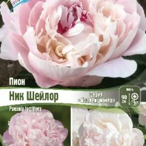 Корень Пиона Ник Шейлор (серия Коллекционер)