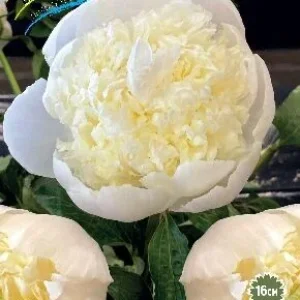 Корень Пиона Уайт Элеганс (серия Коллекционер)