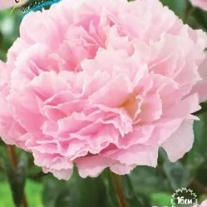 Корень Пиона Альберт Краусс