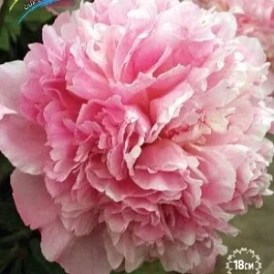 Корень Пиона Ангел Чикс