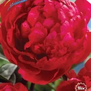 Корень Пиона Бумер Суннер