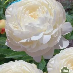 Корень Пиона Эльза Сасс