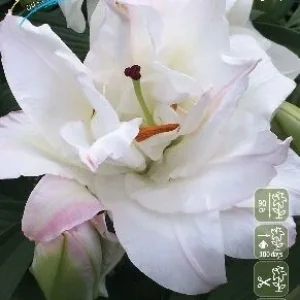 Луковица Лилии восточной Сноуборд