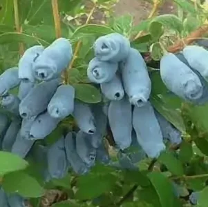 Саженец жимолости Аврора