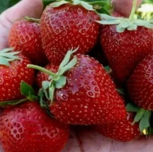 Саженец клубники фриго Антея