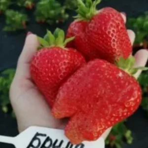 Саженец клубники фриго Брилла