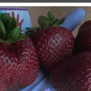 Саженец клубники фриго Петалума