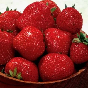 Саженец клубники фриго Зефир