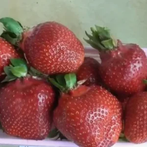 Саженец клубники фриго Тея