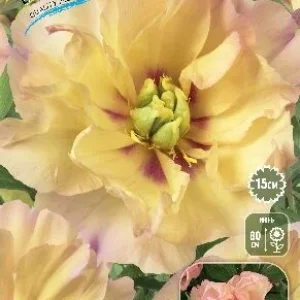 Корень Пиона Канари Бриллиантс (ИТО)