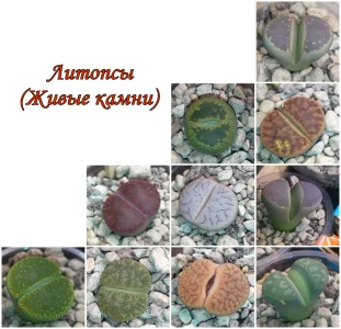 Литопсы из Китая/1 шт (в ассортименте)