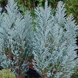 Саженец кипарисовика Лавсона Блю Сюрпрайз