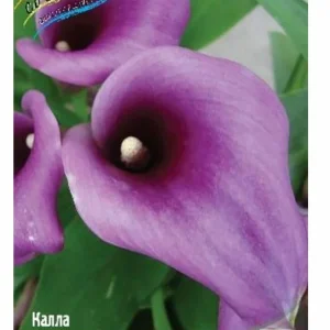Луковица Каллы Пако