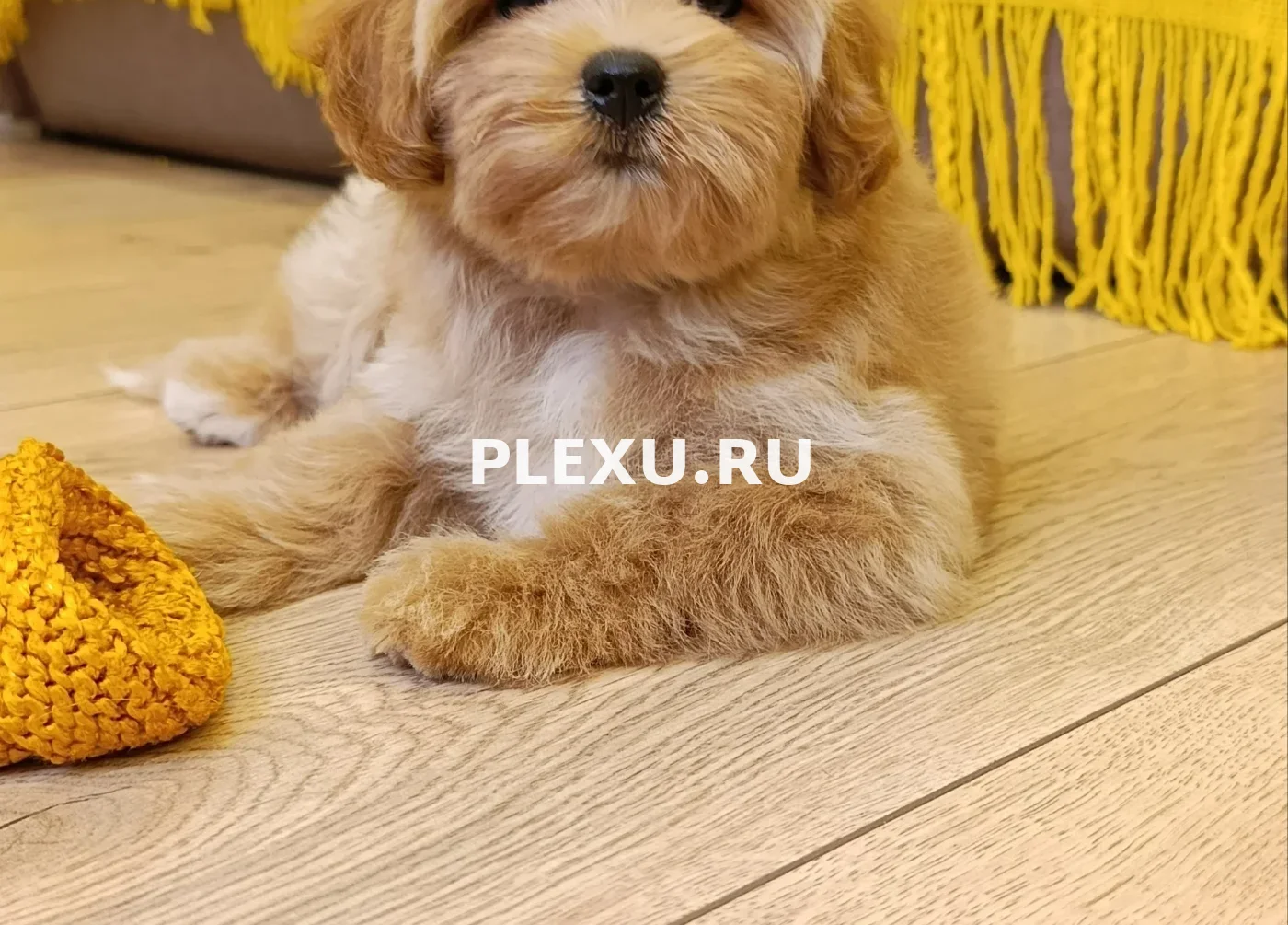 Щенок мальтипу 