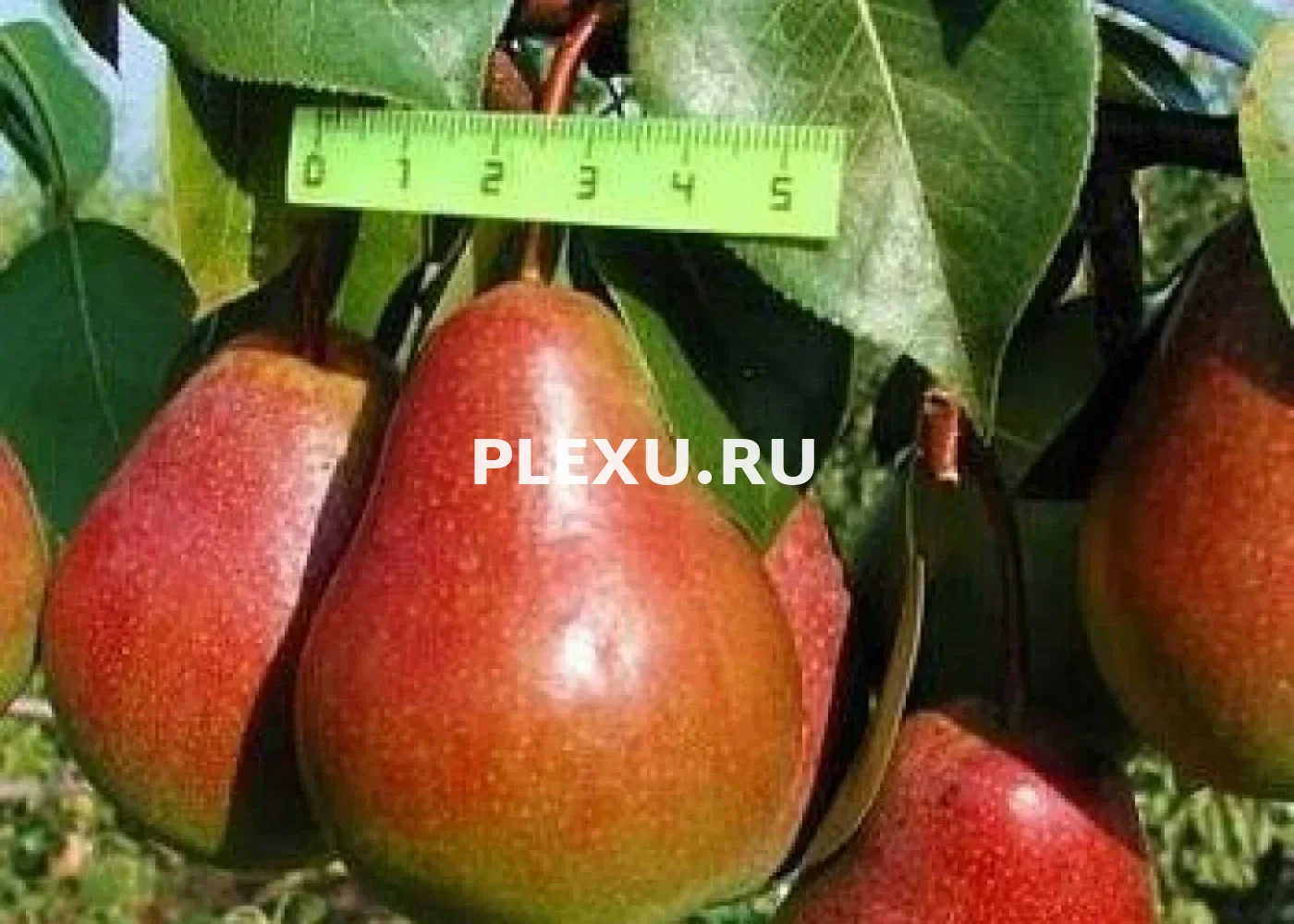Саженец Груши Ника