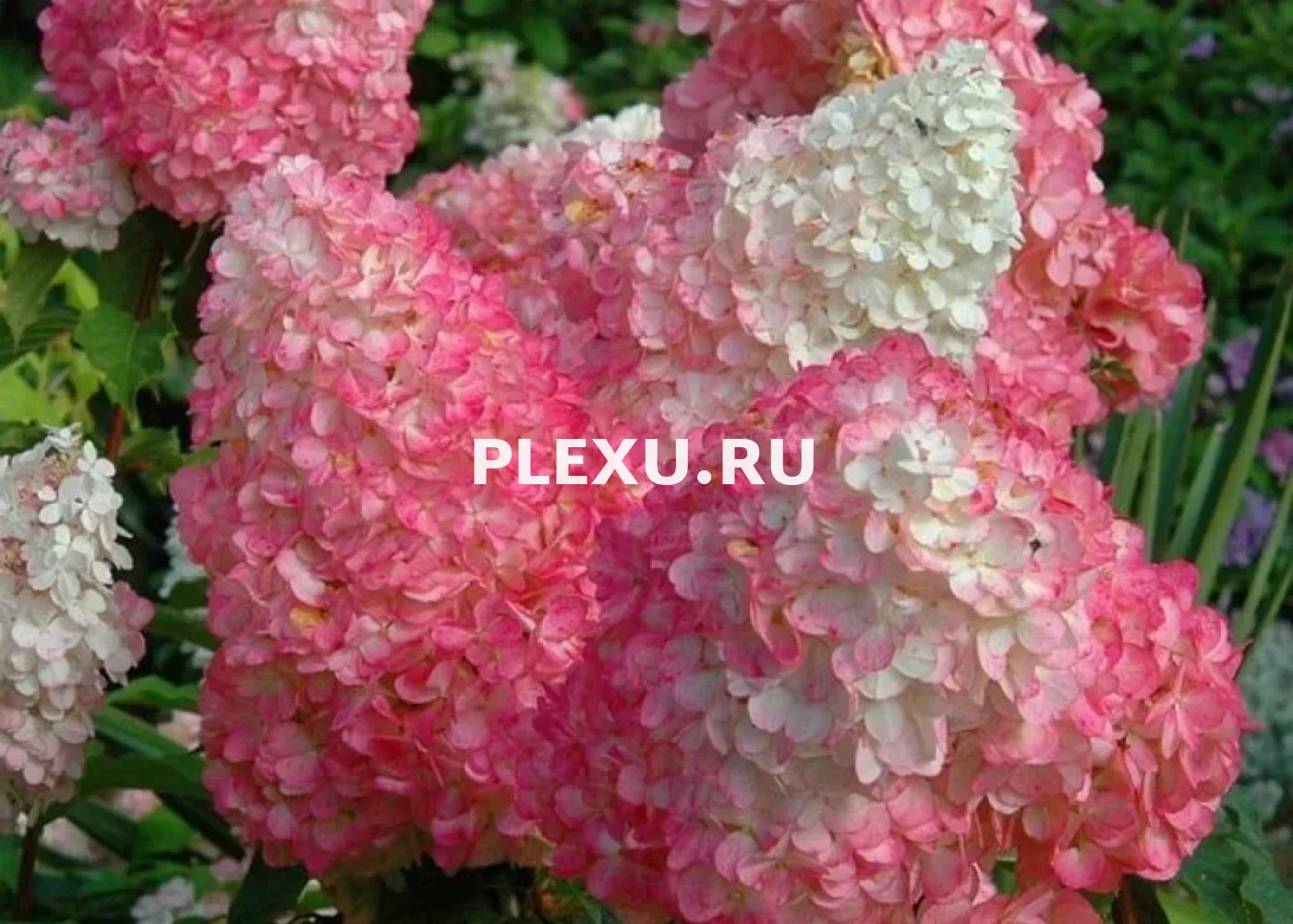 Саженец Гортензии метельчатой Ванилла Фрейз (Vanille Fraise)