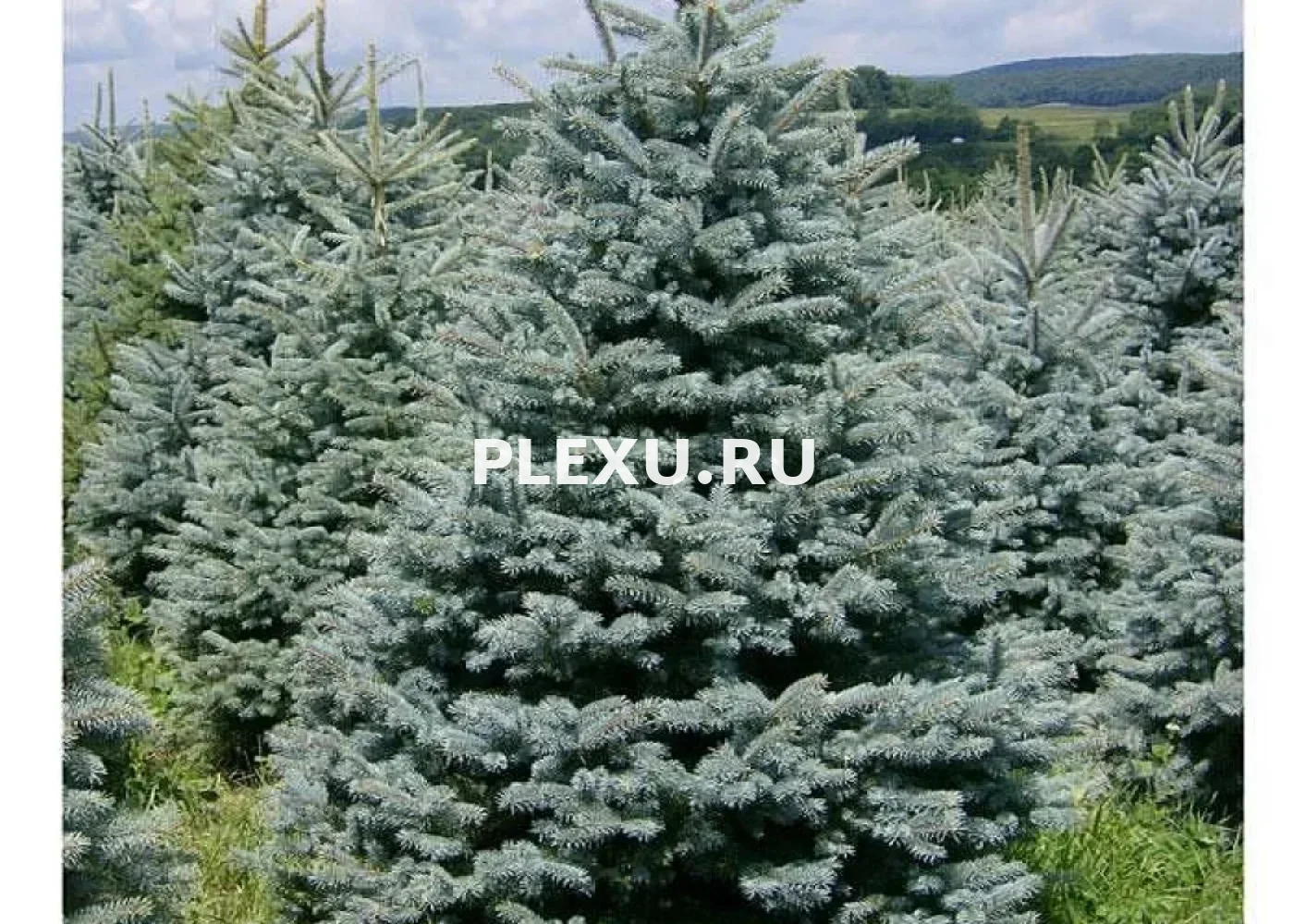 Саженец Ели голубой Глаука (f.Glauca)