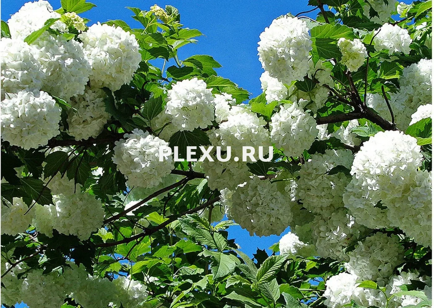 Саженец Калины Бульденеж