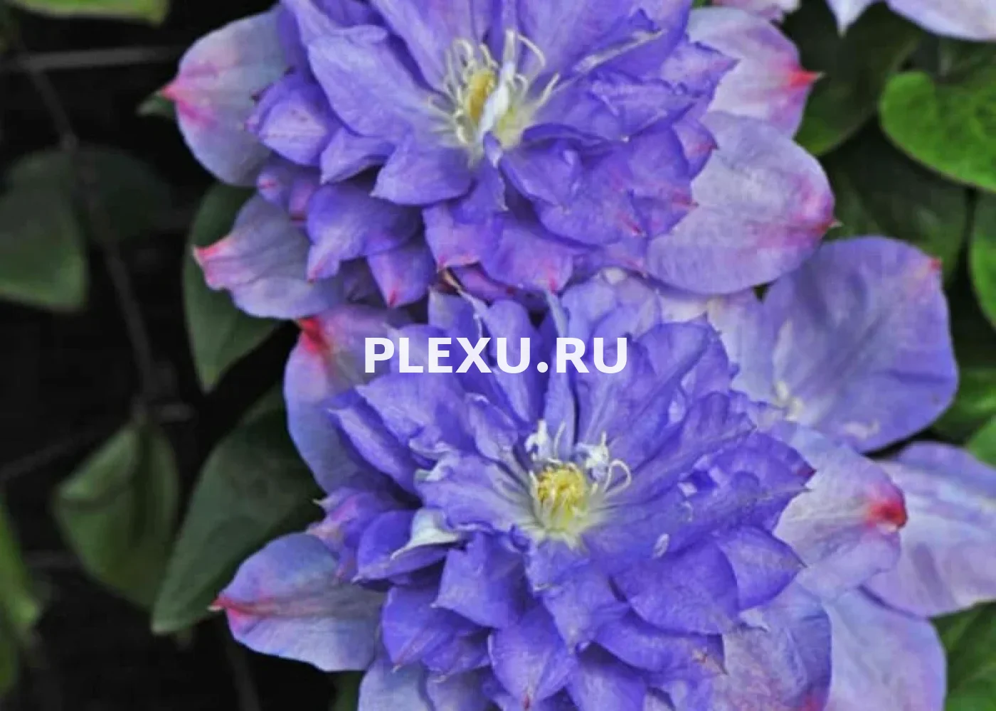 Саженец Клематиса Блю Эксплоужен (Blue Explosion)