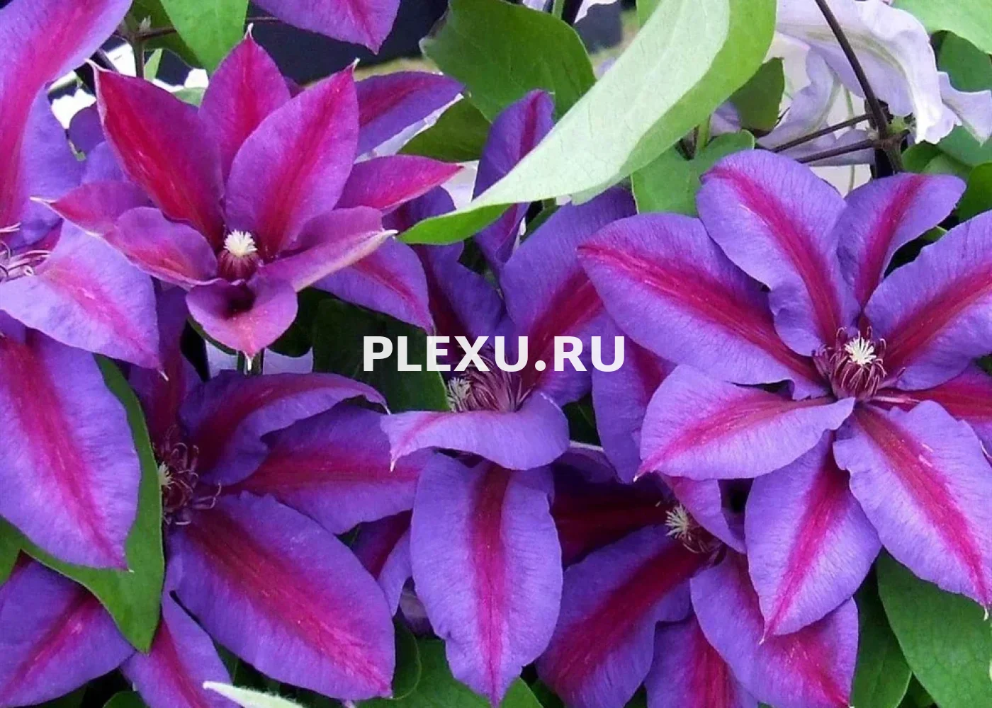 Саженец Клематиса Акаиши