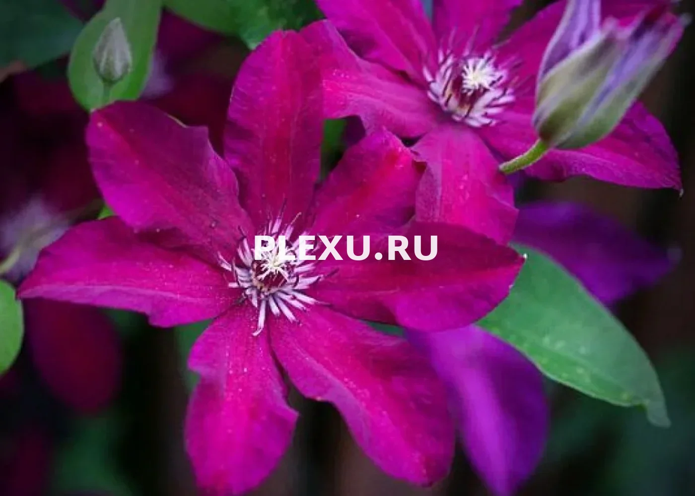 Саженец Клематиса Стасик