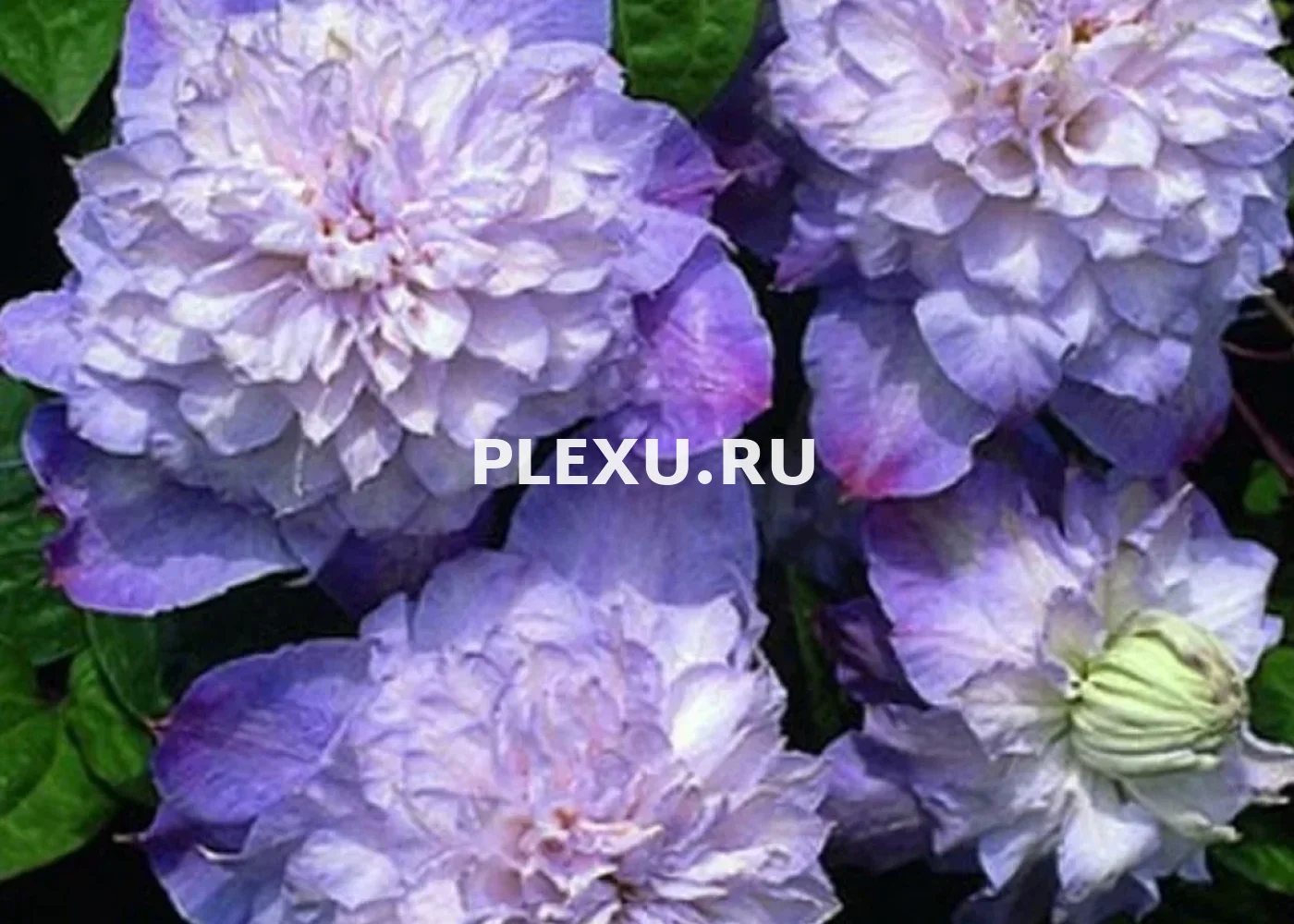Саженец Клематиса Вероника Чоиз