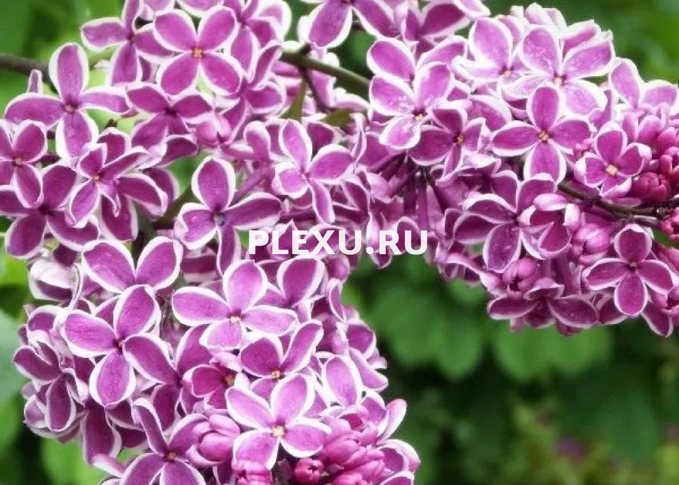 Саженец Сирени Сенсация