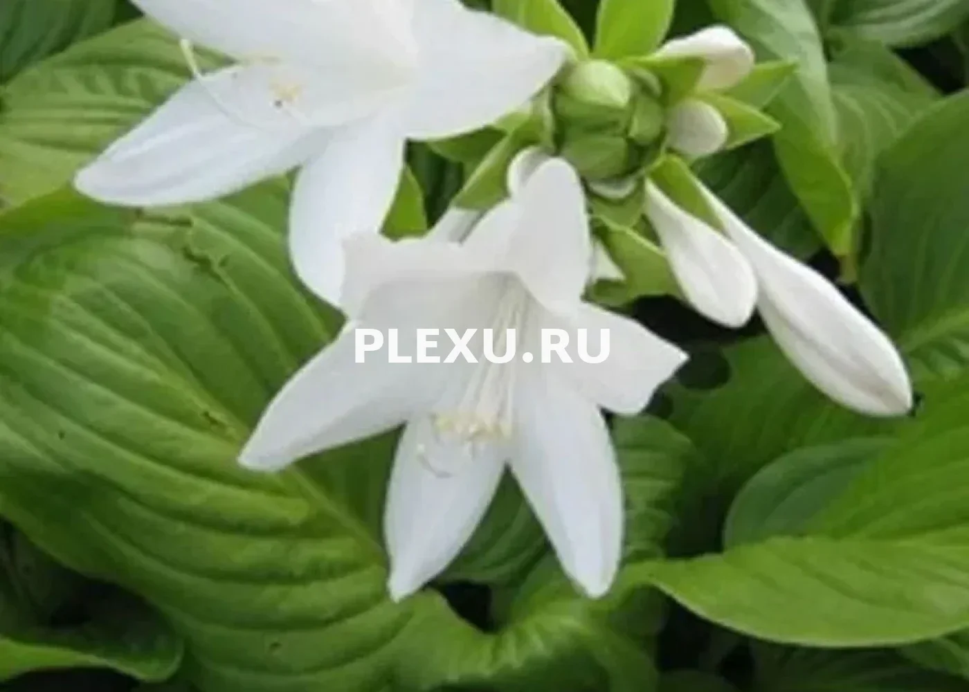 Саженец Хосты Плантагинеа грандифлора (Подорожниковая) [L]