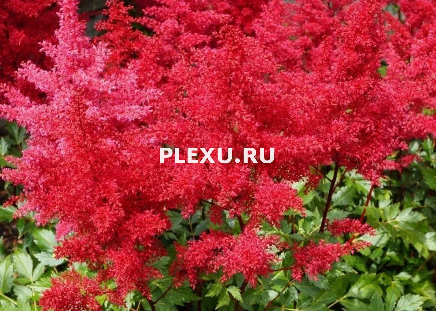 Саженец Астильбы Этна
