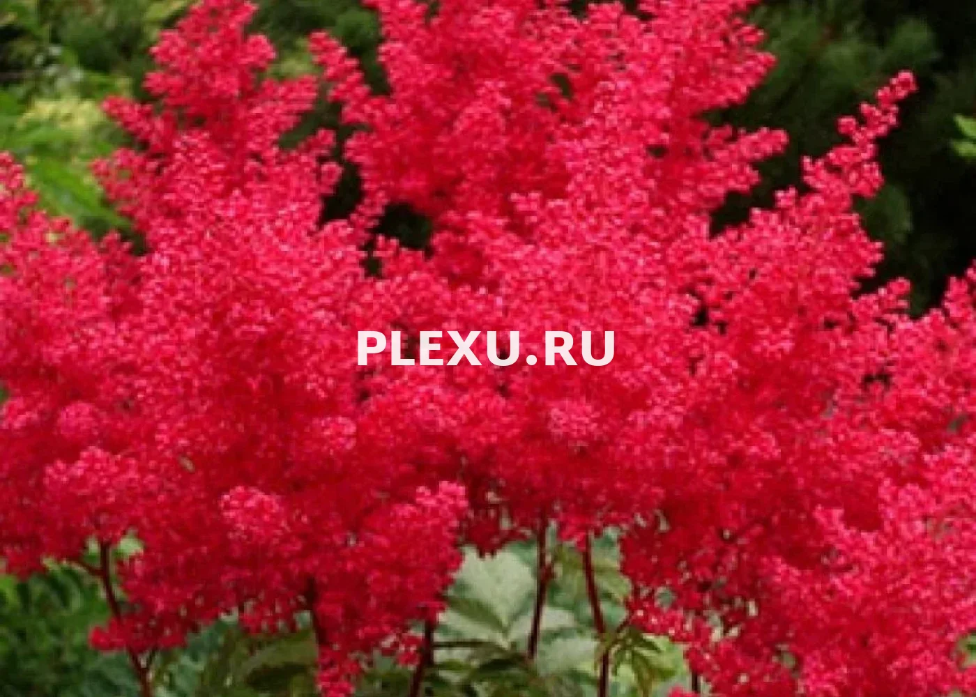 Саженец Астильбы Радиус