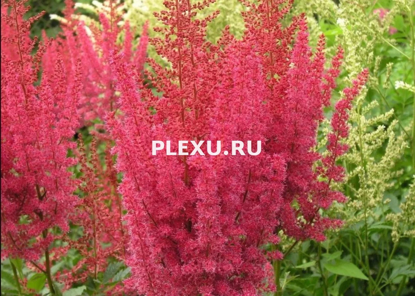 Саженец Астильбы Корал Айлен