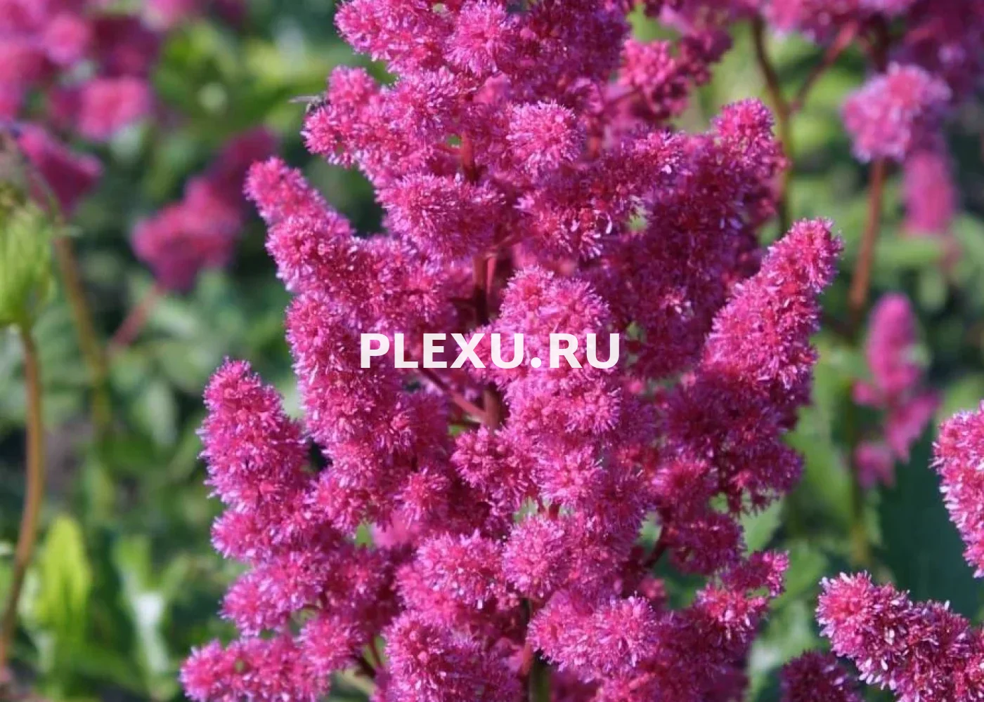 Саженец Астильбы Кёльн