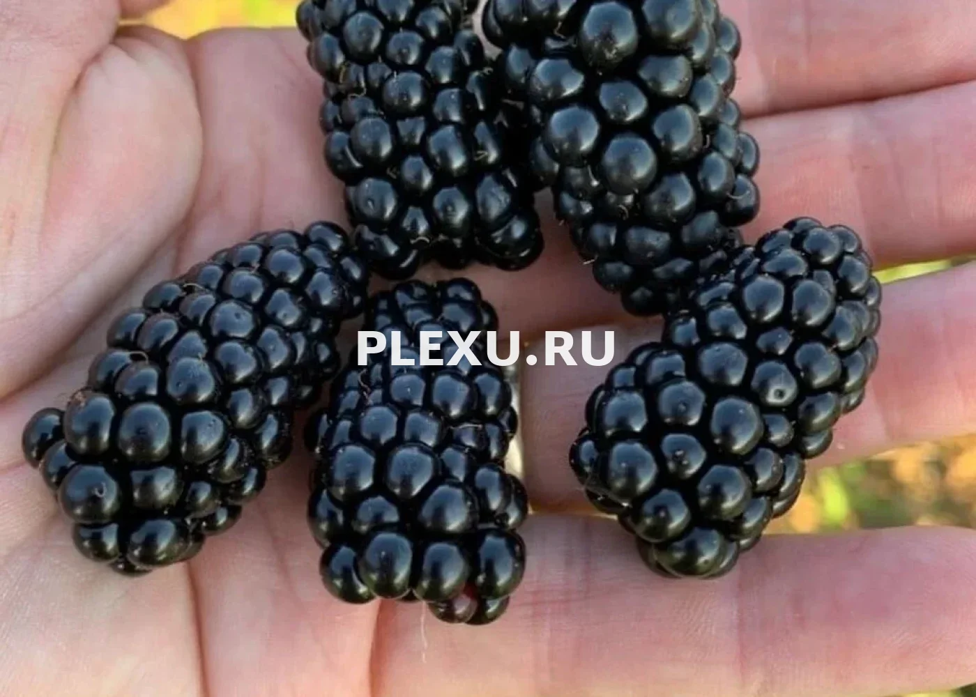 Саженец Ежевики Бестберри