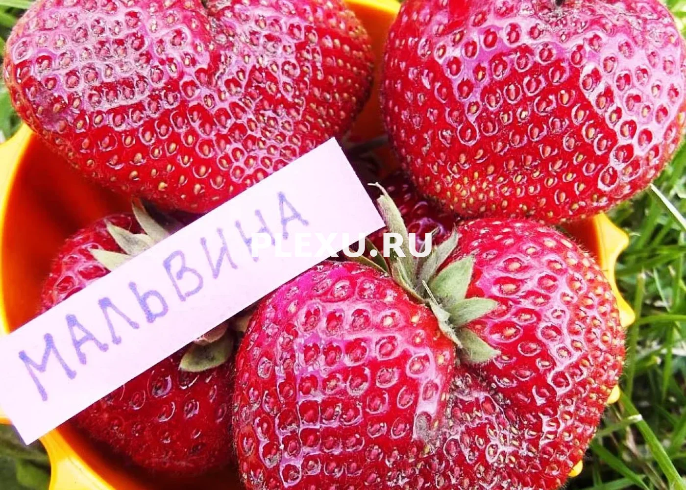 Саженец Клубники Мальвина