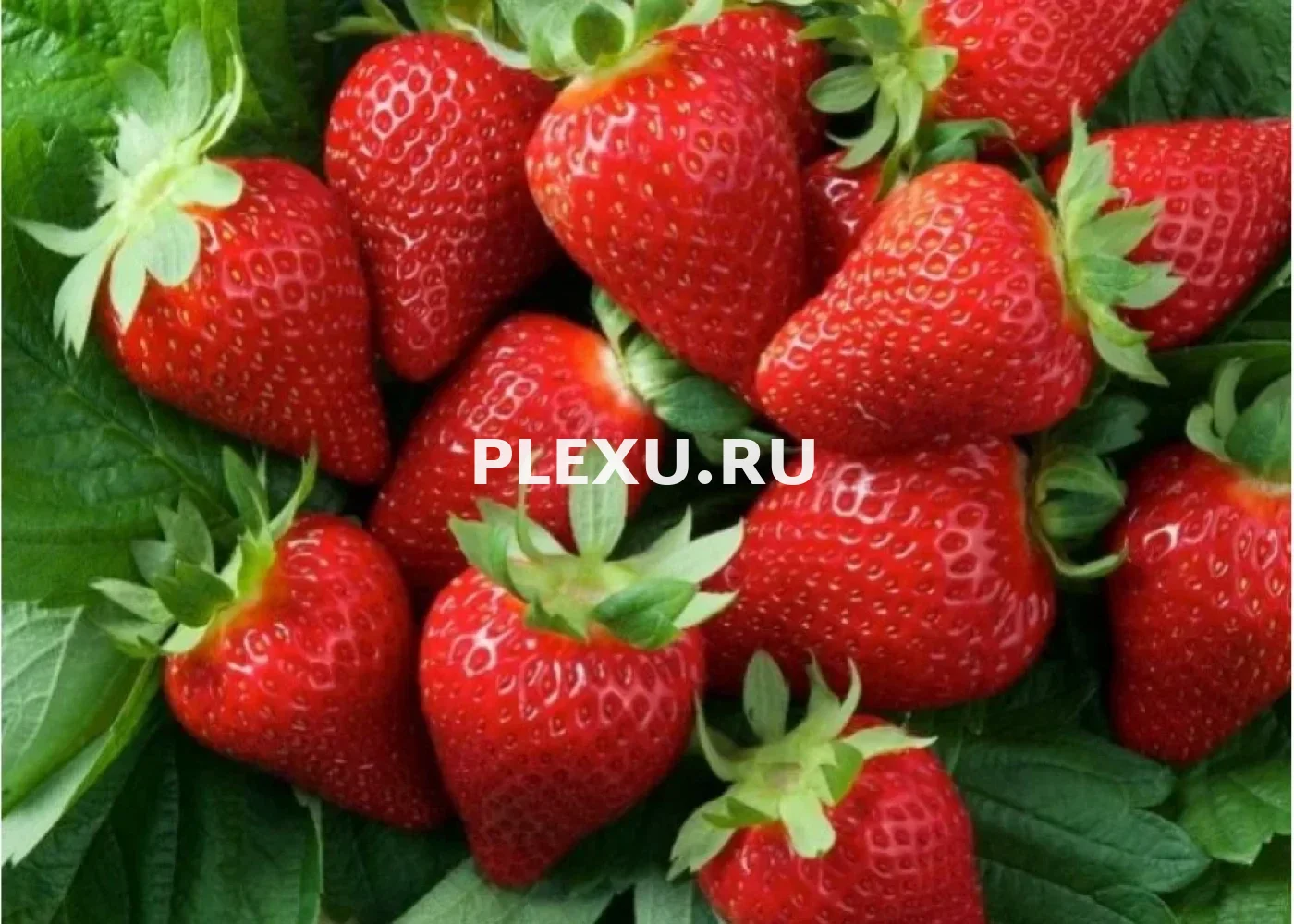 Саженец Клубники Элиани